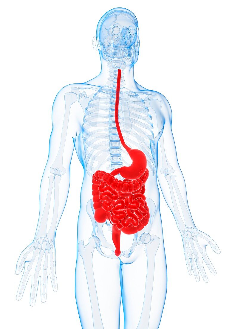 Human digestive system,illustration