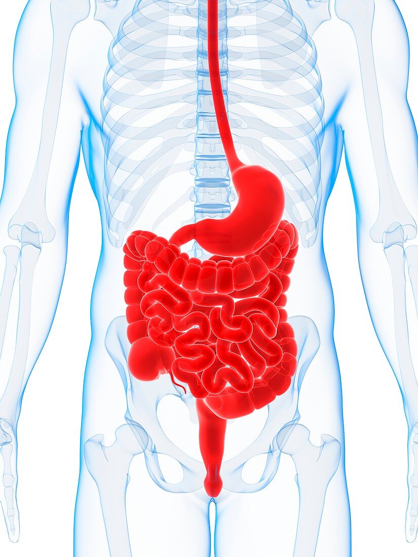 Human digestive system,illustration