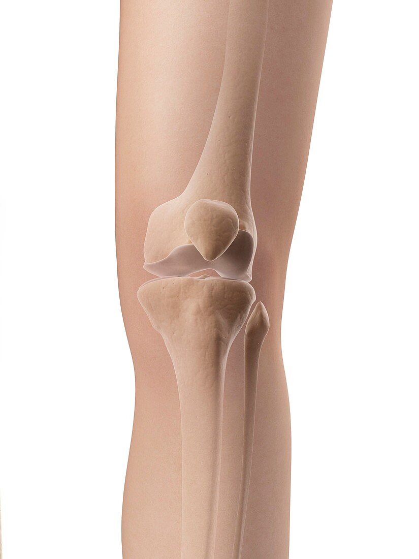 Human knee joint,illustration