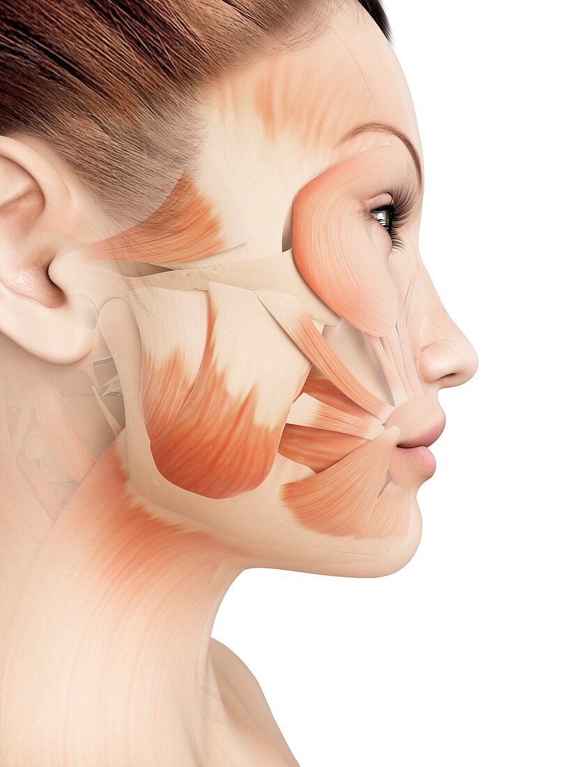 Female facial muscles,illustration
