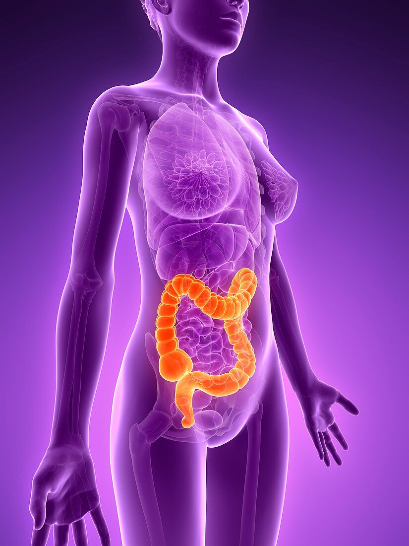 Female large intestine,illustration