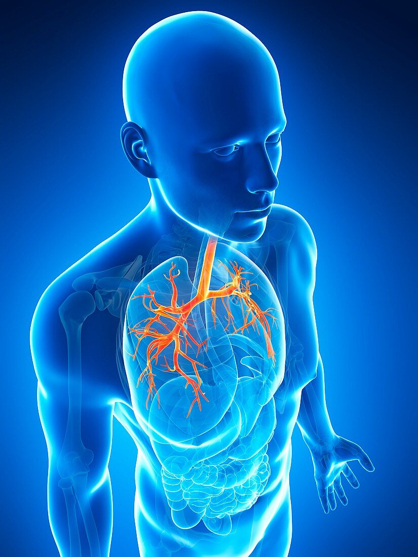 Human lungs,illustration