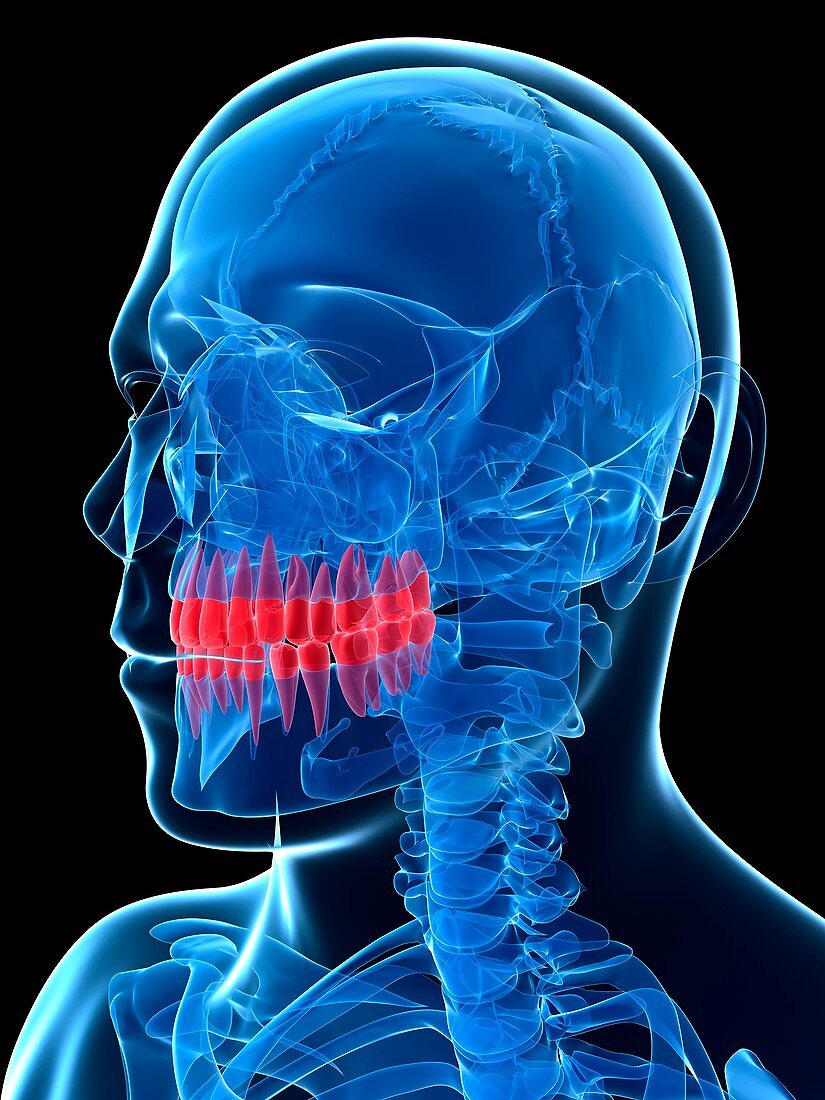 Human teeth,illustration