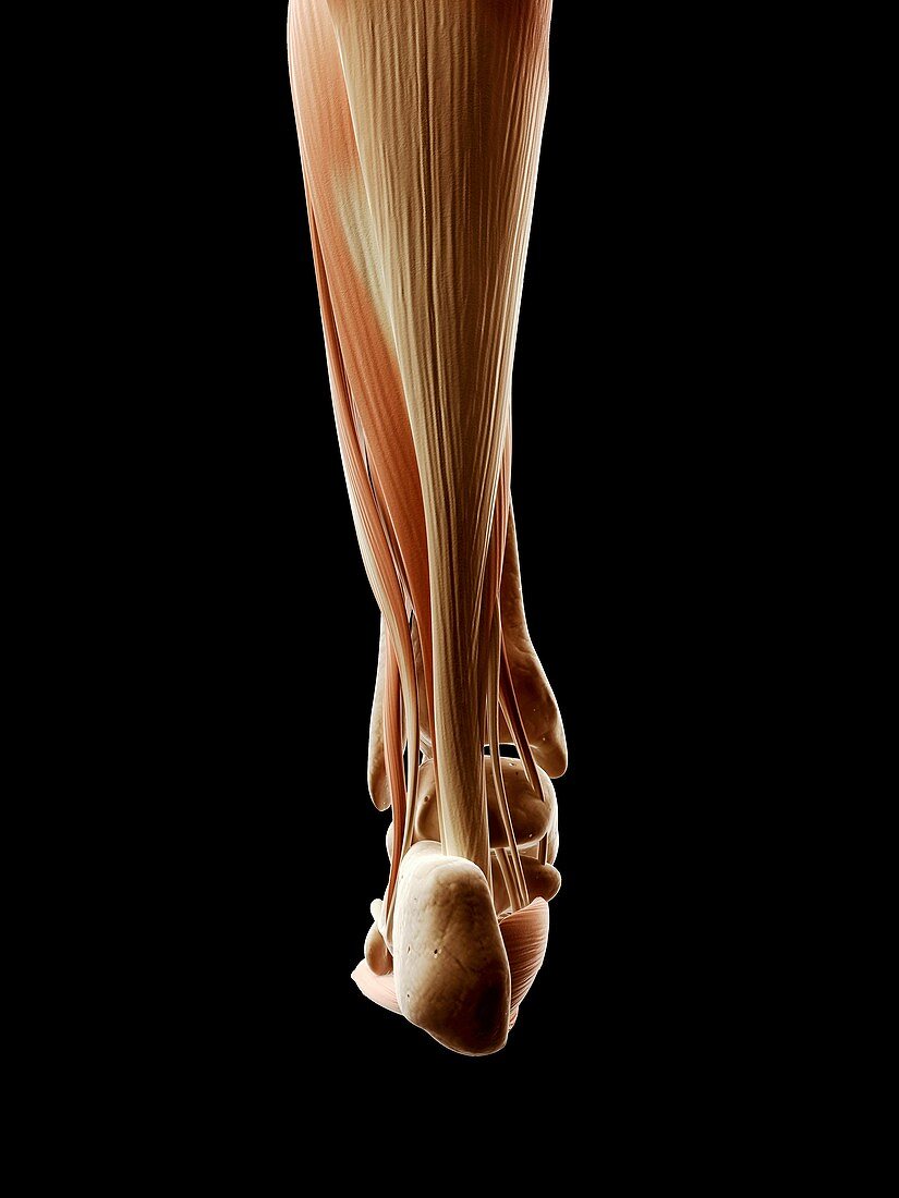 Human leg and foot muscles,illustration