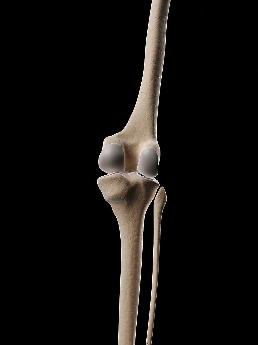 Human knee bones,illustration