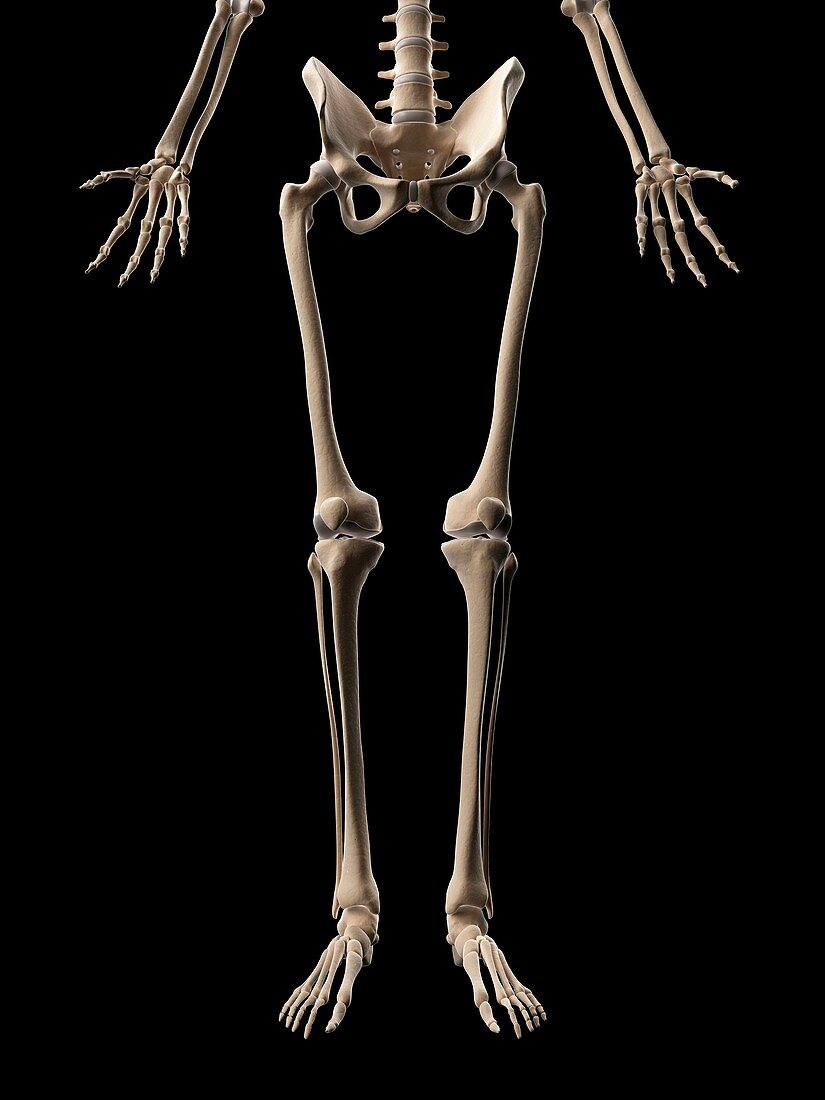 Human leg bones,illustration