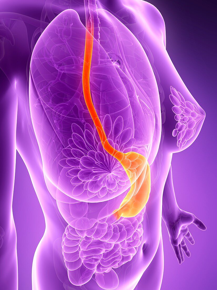 Anatomy of female food pipe,illustration