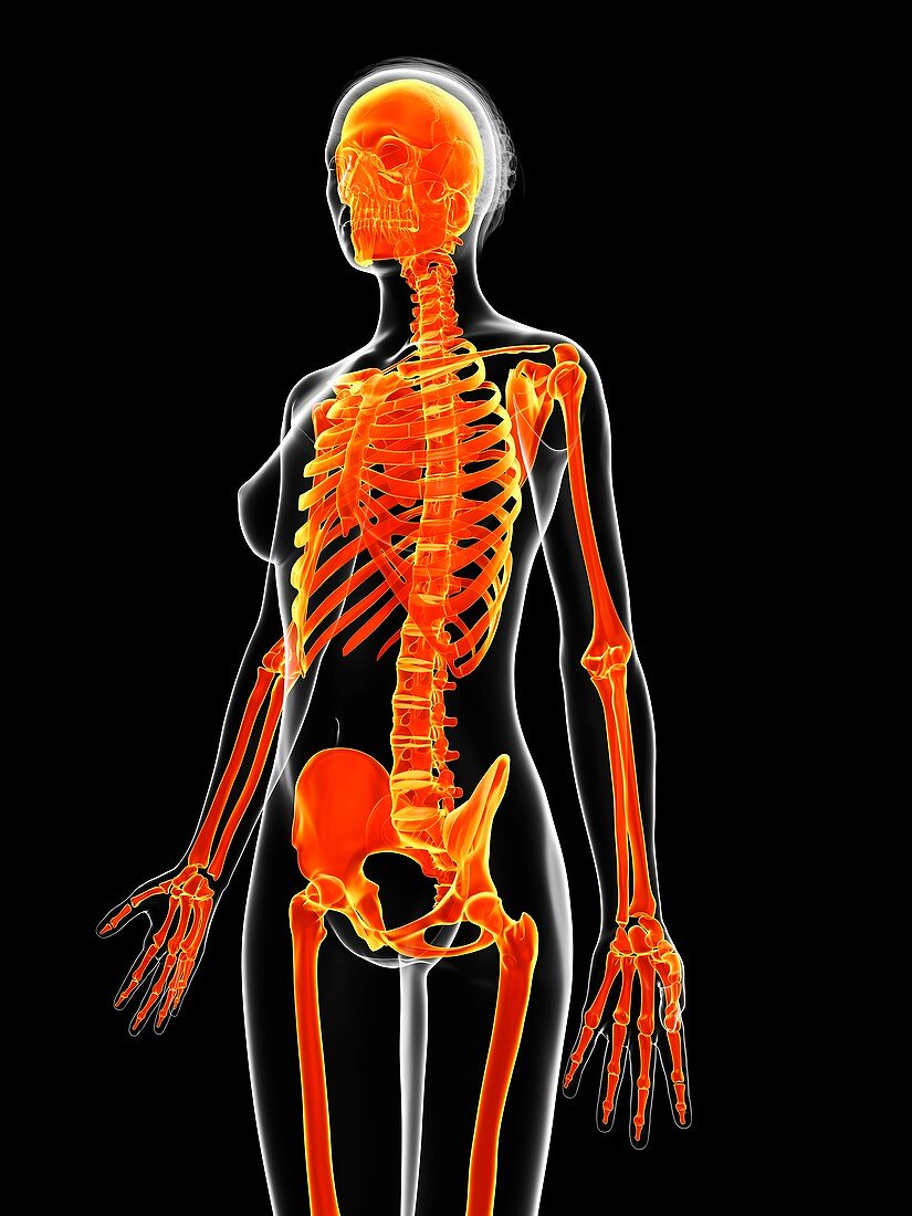 Human skeletal system,illustration