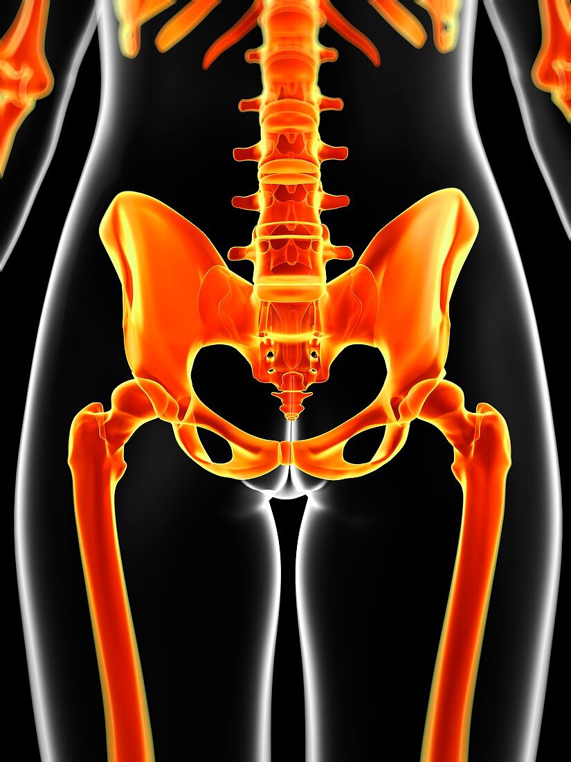 Human pelvis,illustration