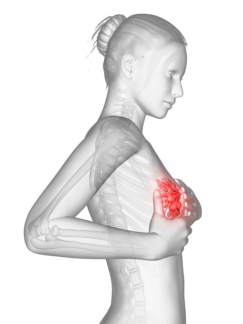 Female breast examination,illustration