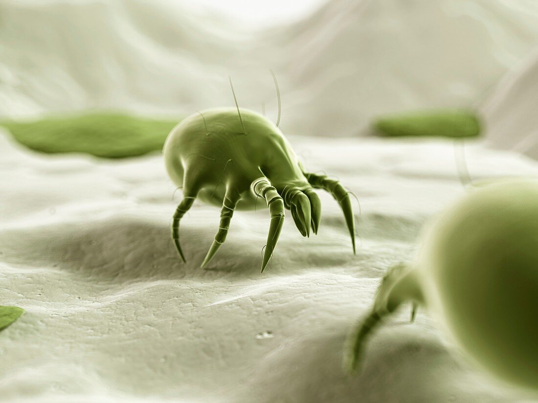 Dust mite,illustration