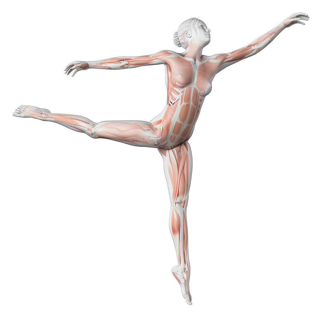 Female dancer,illustration