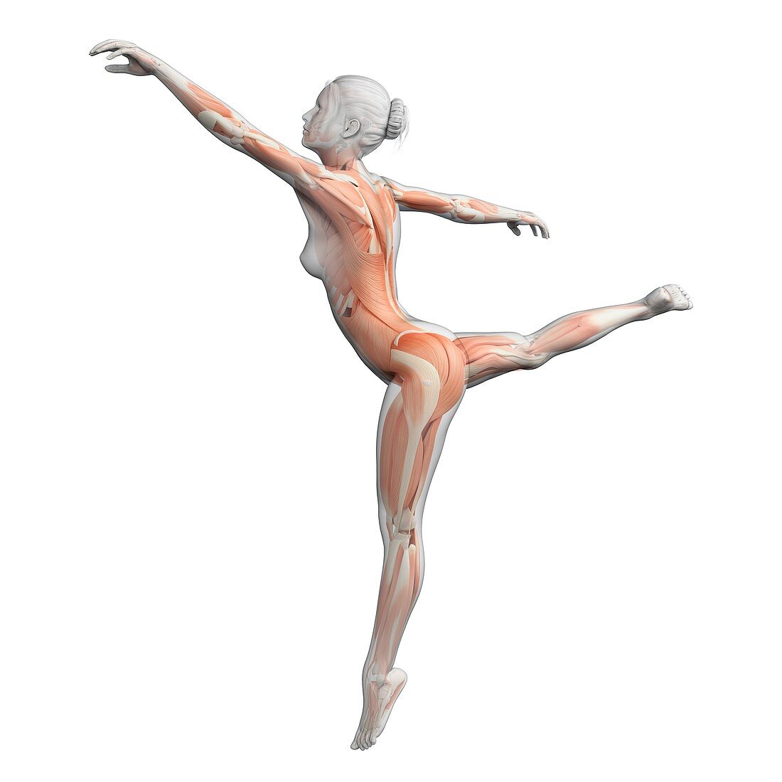 Female dancer,illustration