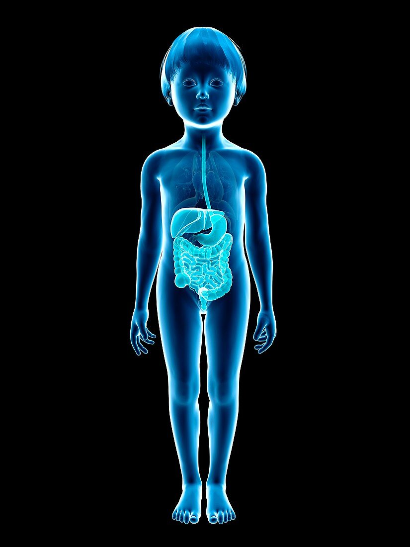 Digestive system of boy,illustration