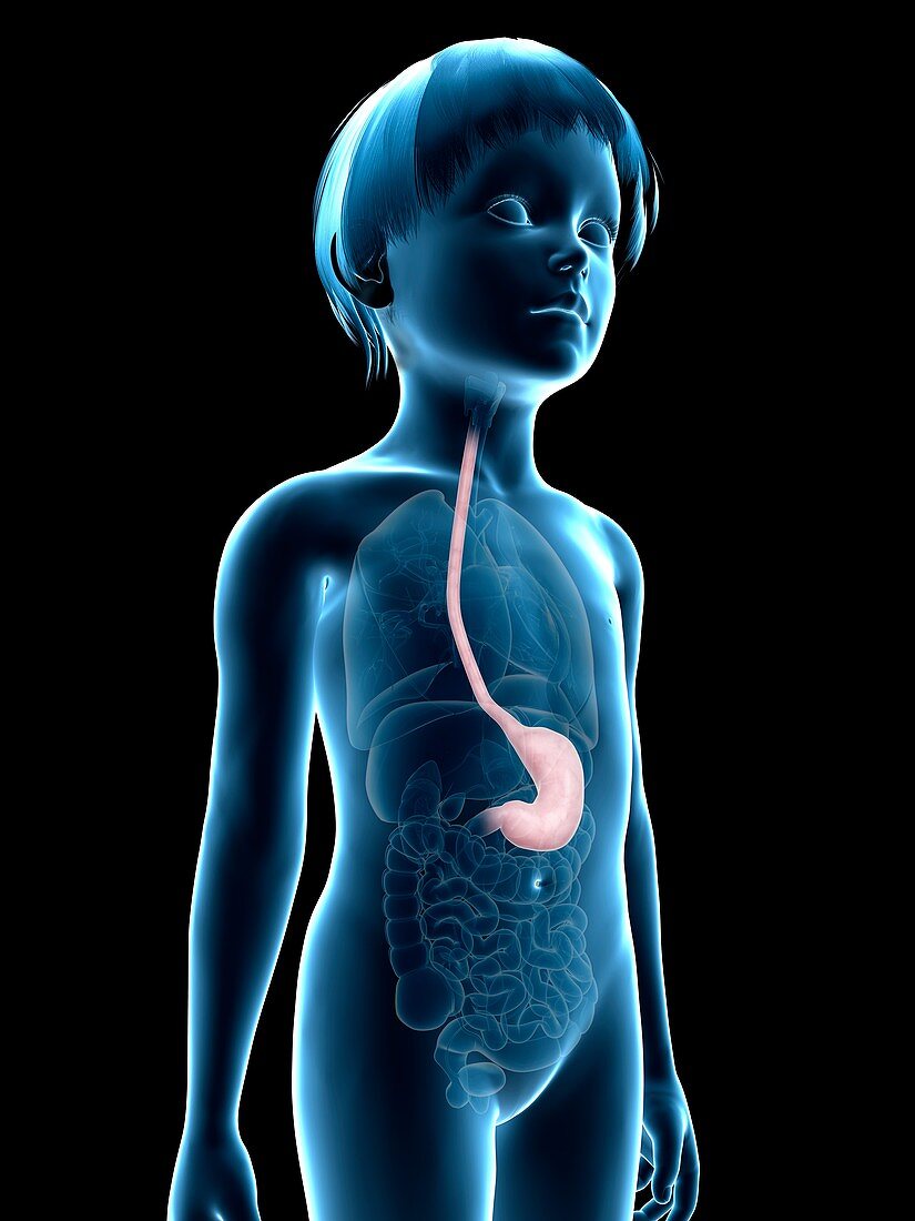 Stomach of boy,illustration