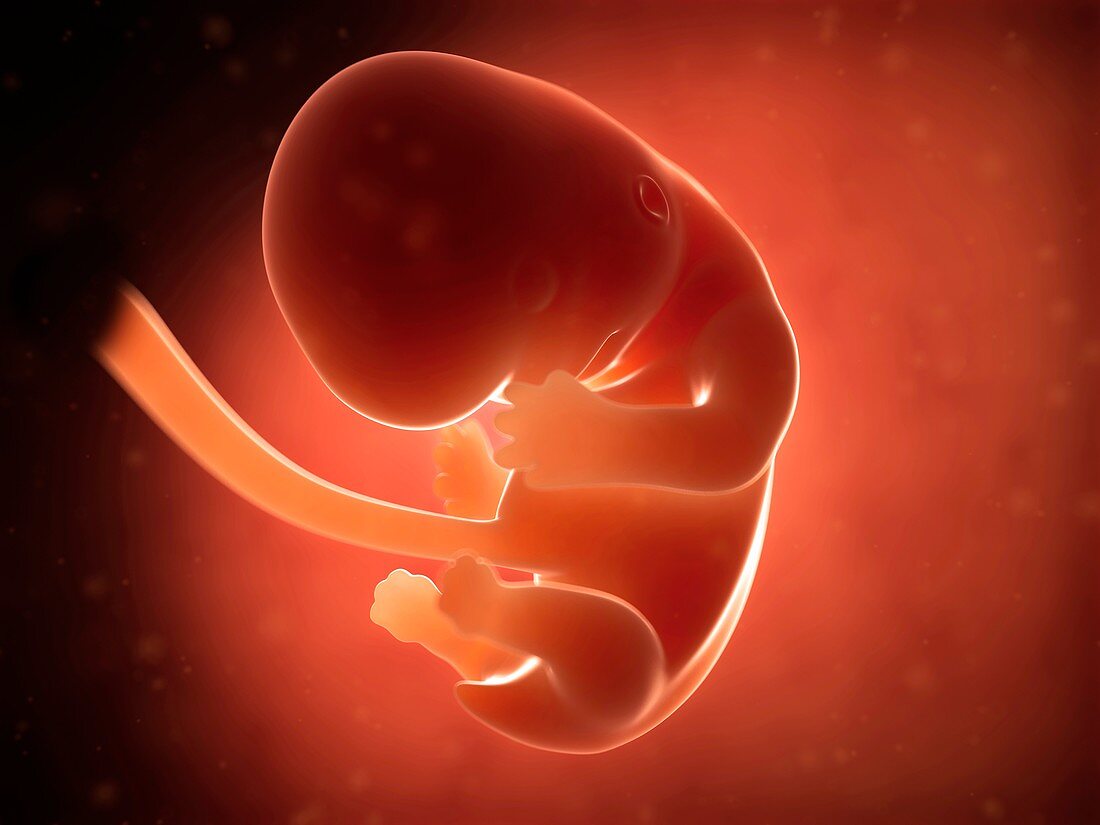 Human fetus at 2 months,illustration