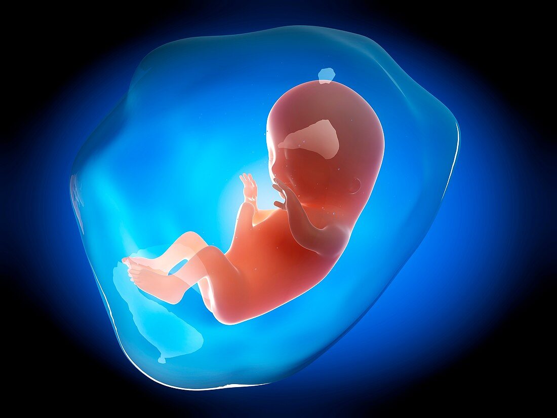 Human fetus at 3 months,illustration