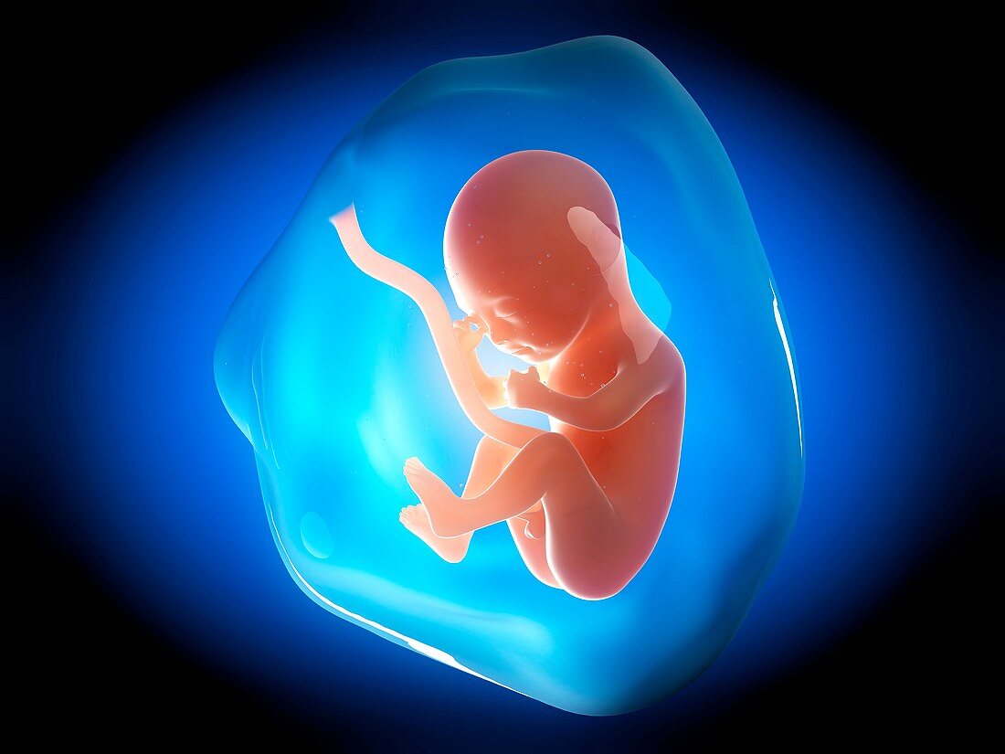 Human fetus at 5 months,illustration