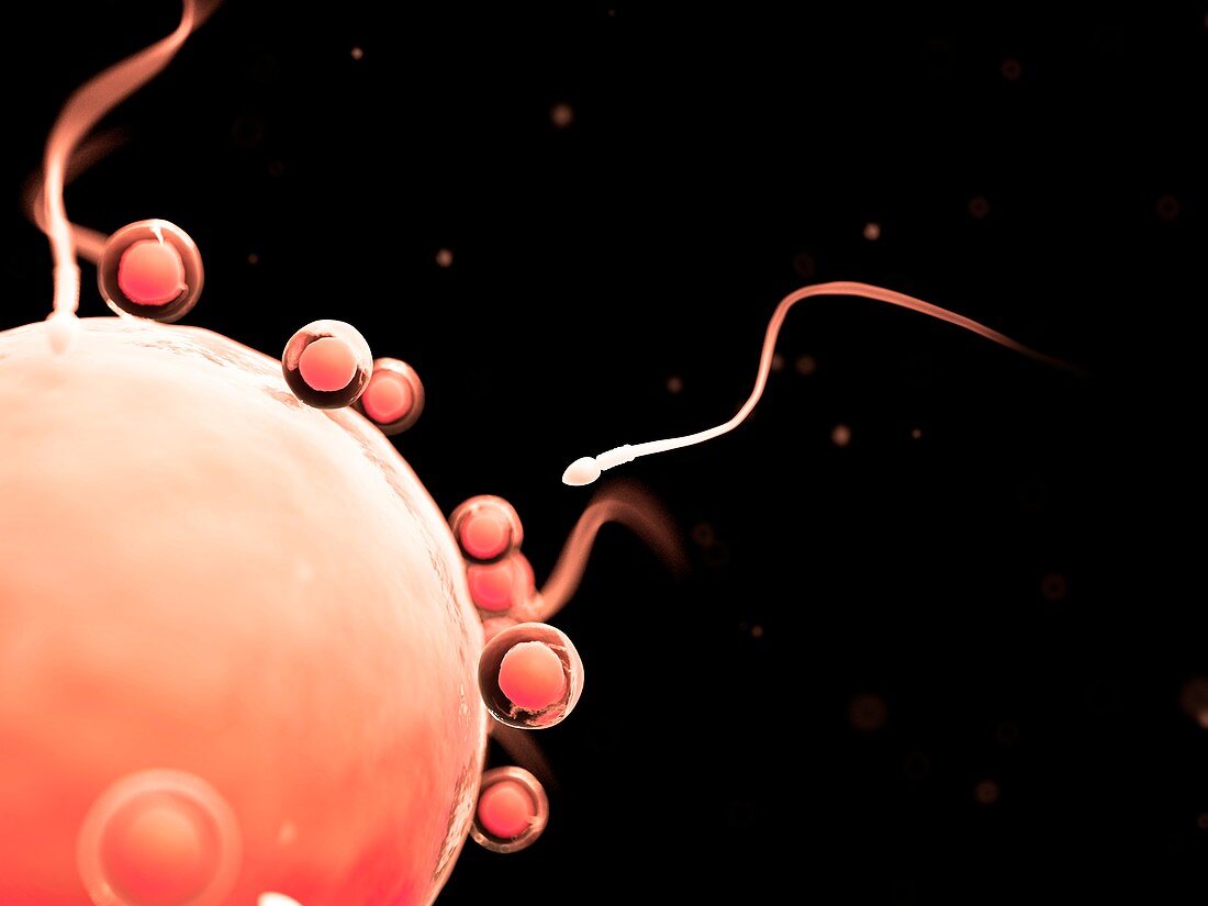 Fertilisation of human egg,illustration