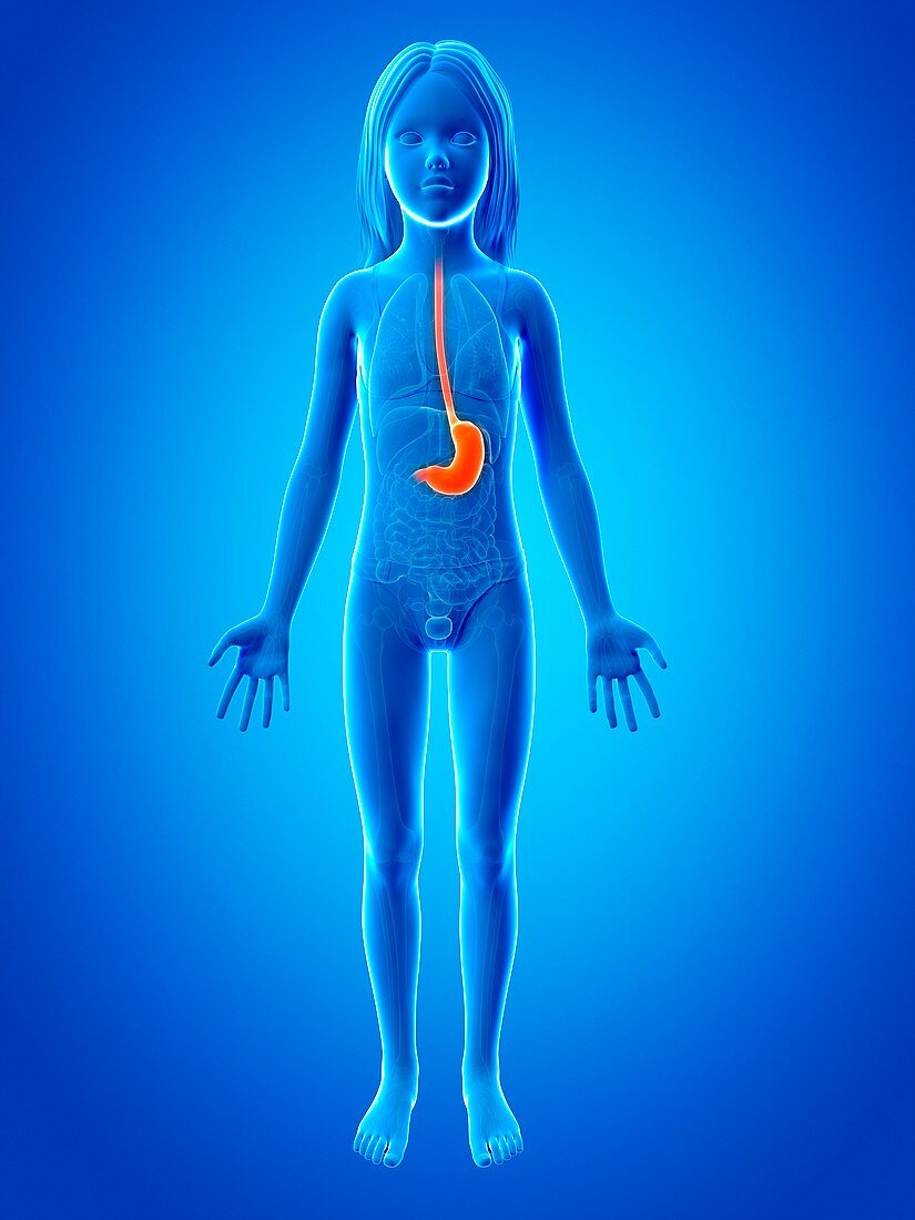 Stomach of girl,illustration