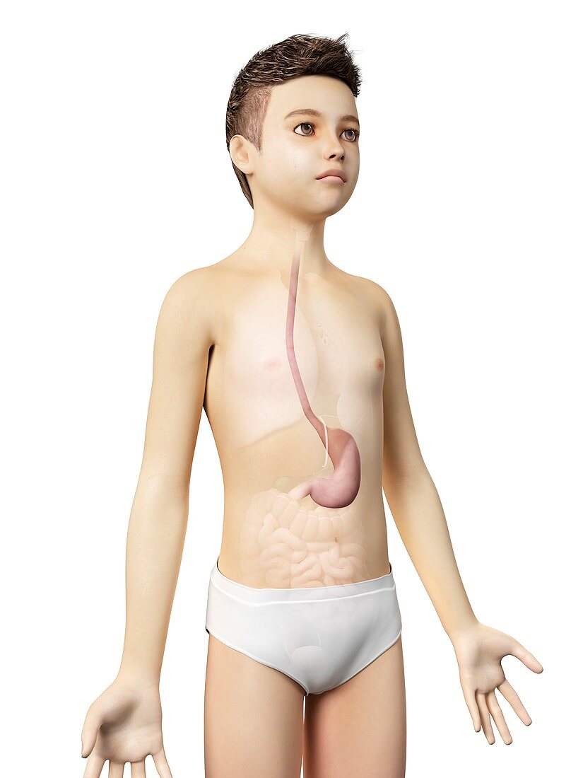 Stomach of a boy,illustration