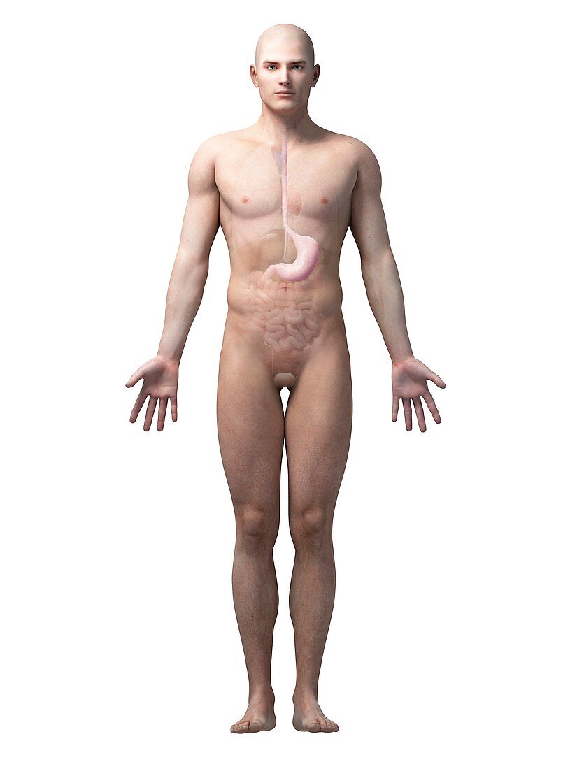 Male stomach,illustration