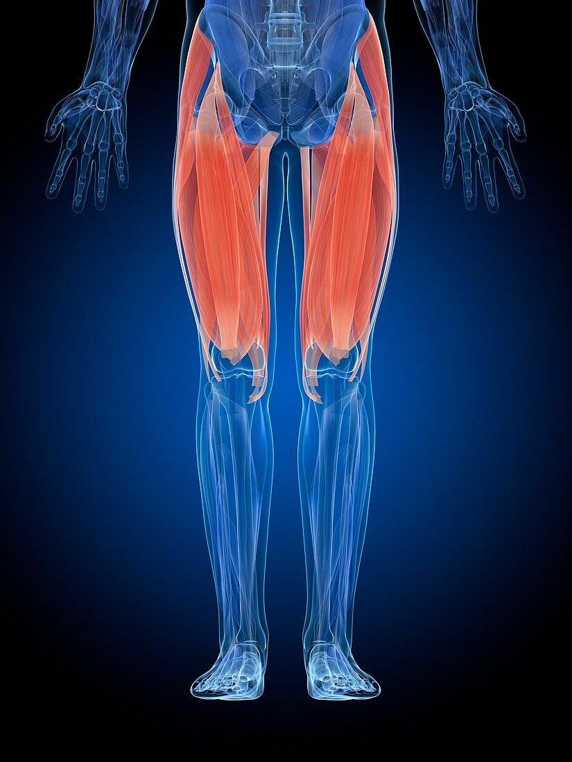 Human thigh muscles,illustration