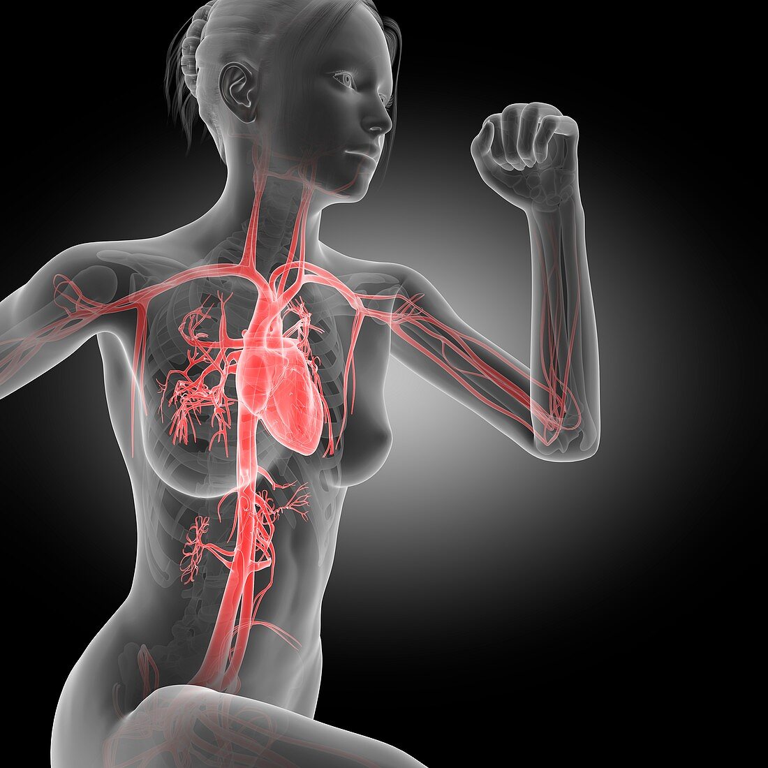 Vascular system of jogger,illustration