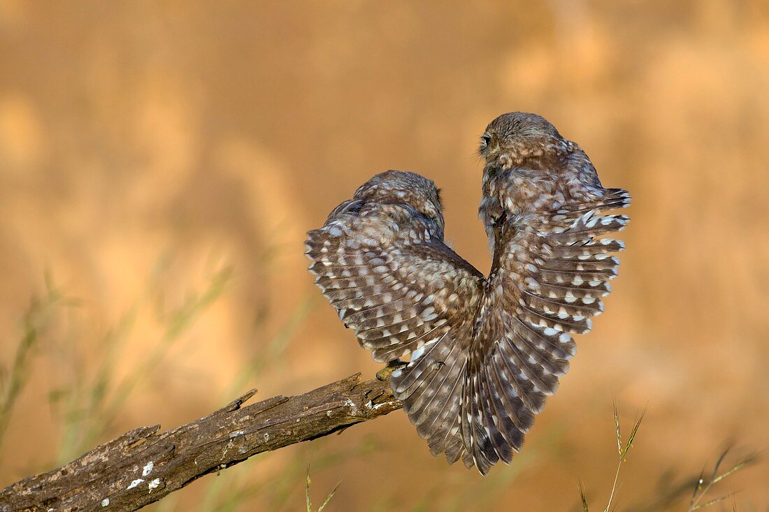 Little owl athene noctua couple