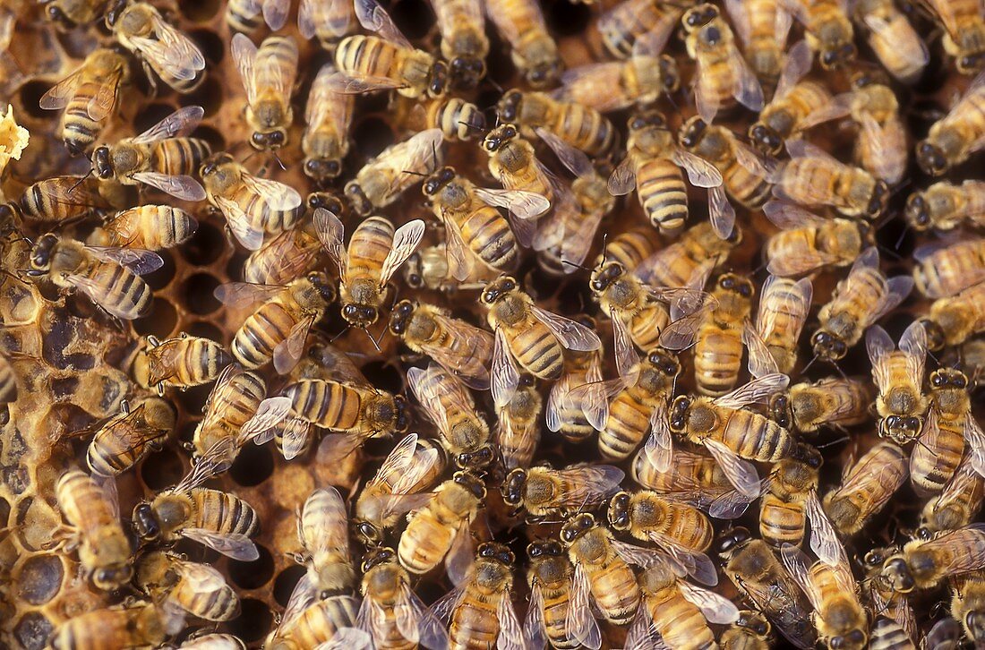 Worker bees on a honeycomb