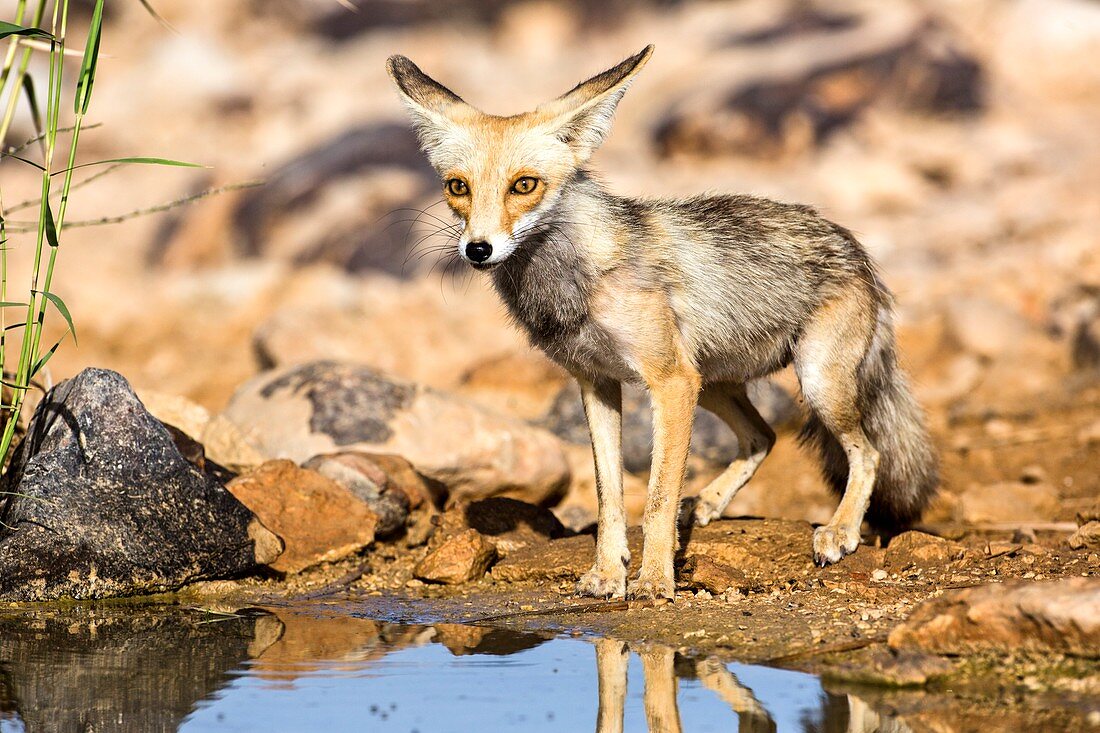 Red Fox Vulpes vulpes