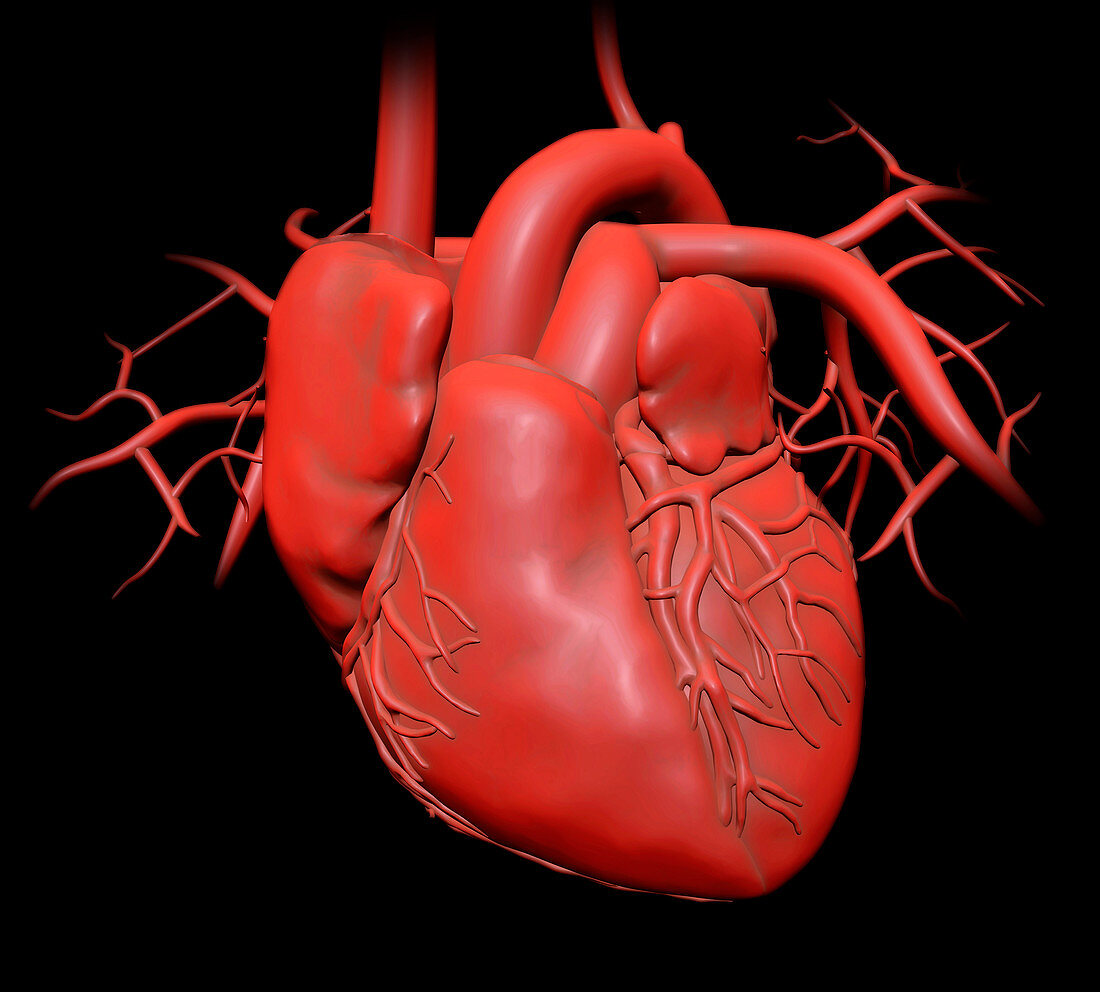 Human heart,illustration