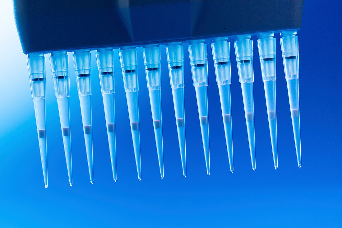 Multichannel pipette