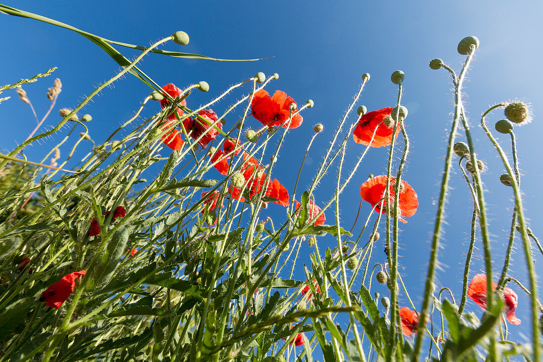 Poppies against a clear blue sky