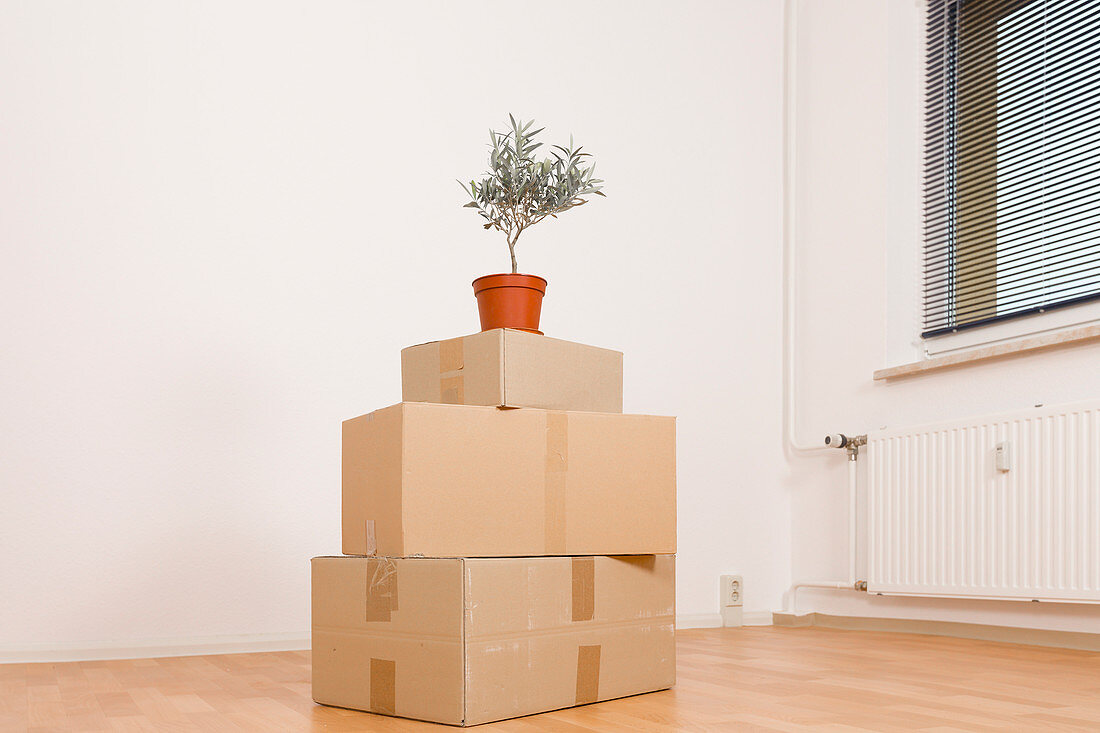 Cardboard boxes and pot plant
