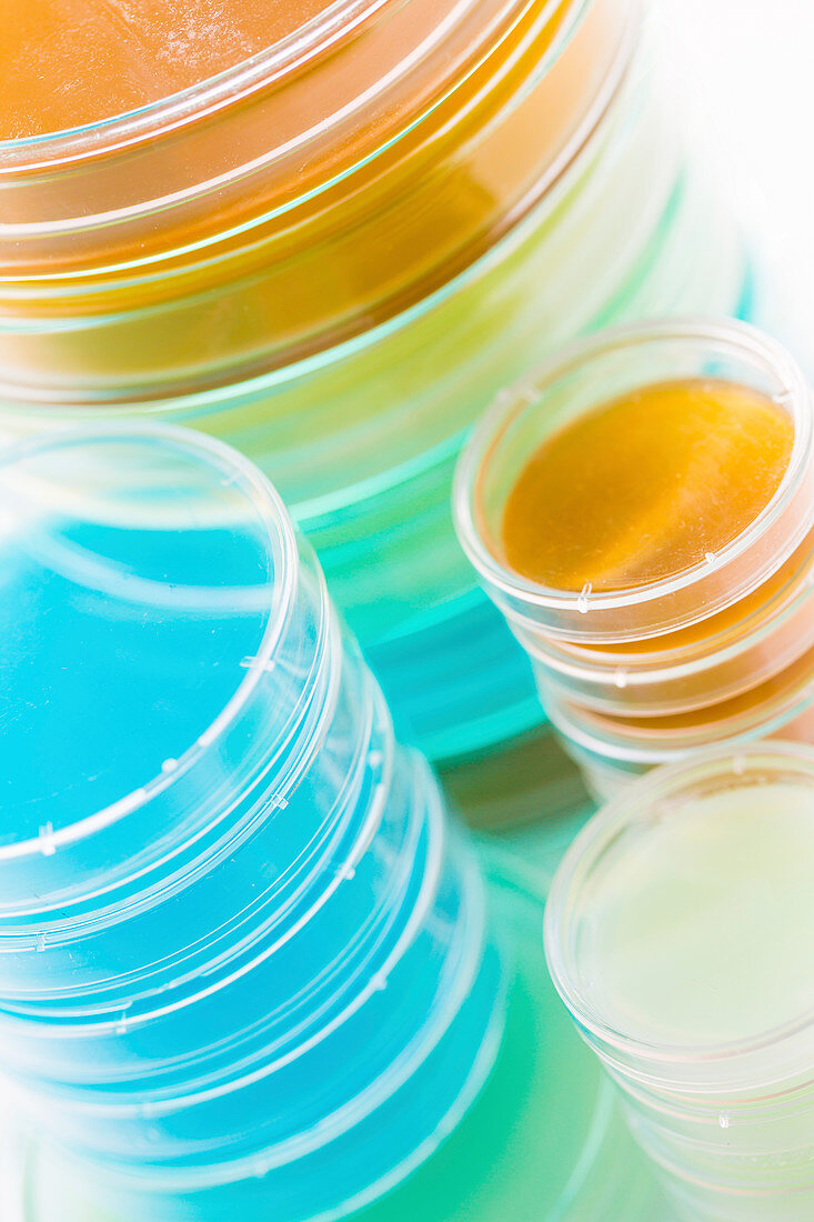 Petri dishes in a stack