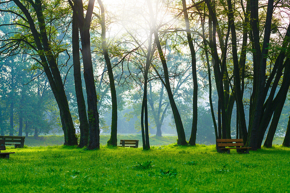 Benches and trees in the sunlight