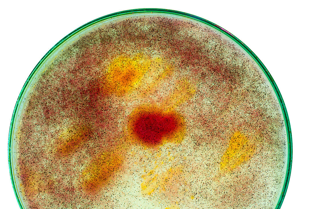 Mould growing in a petri dish