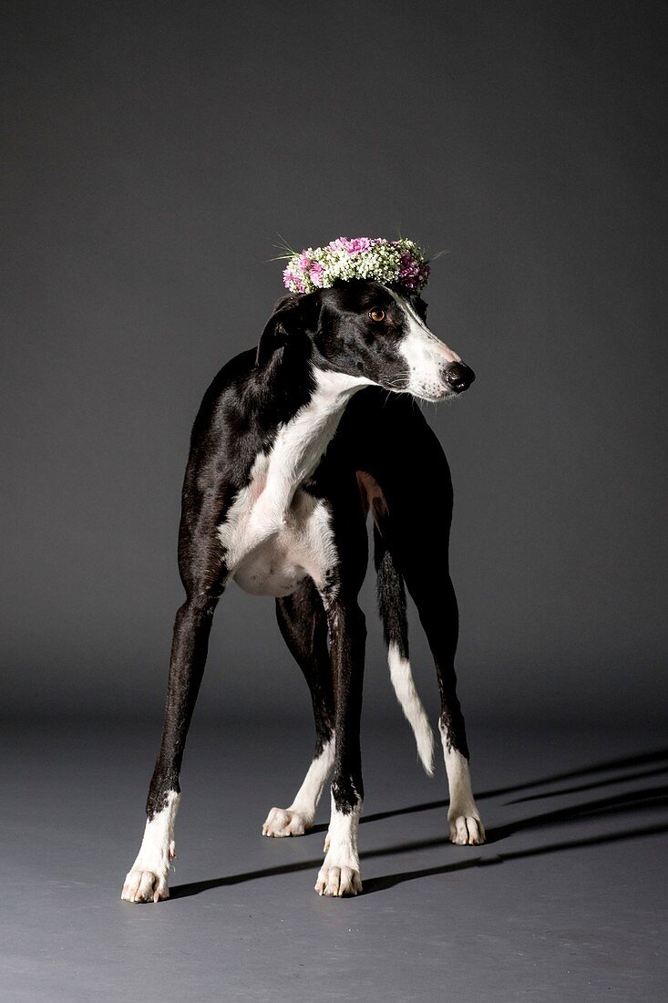 Dog and flower wreath