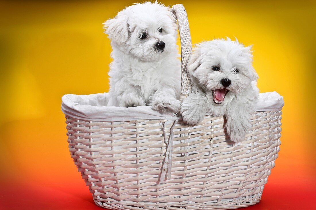 Two cute white puppies in basket