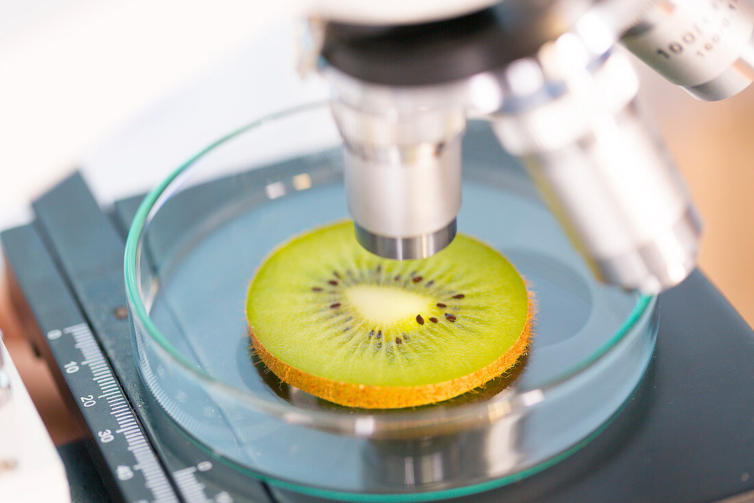 Kiwi fruit being examined