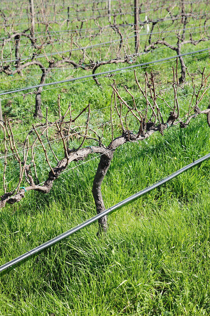 Vines and irrigation