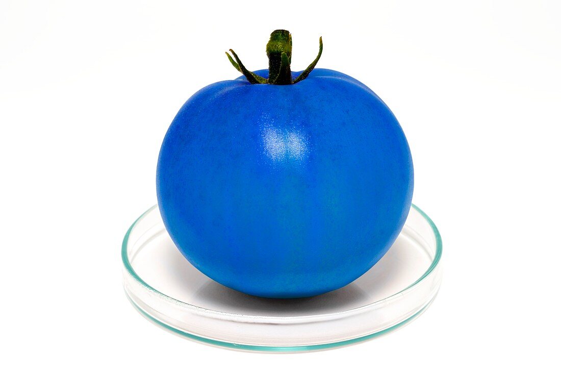 Blue tomato on petri dish