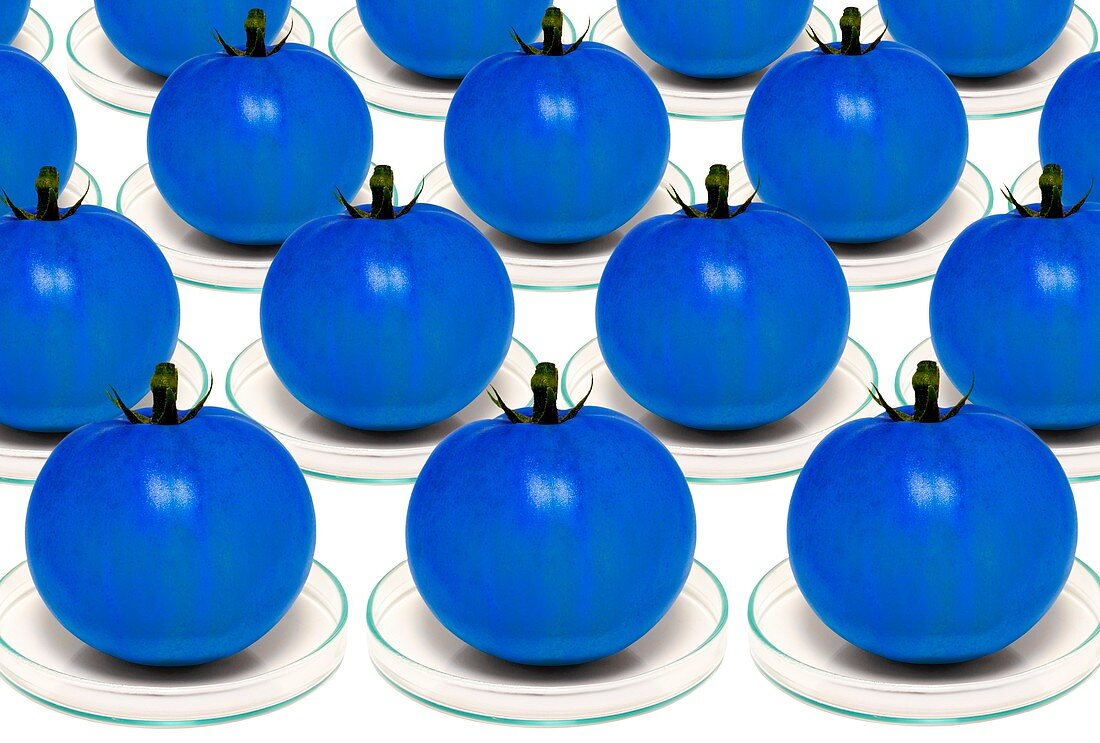 Blue tomatoes on petri dishes