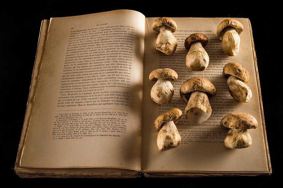 Ceps mushrooms on an open book