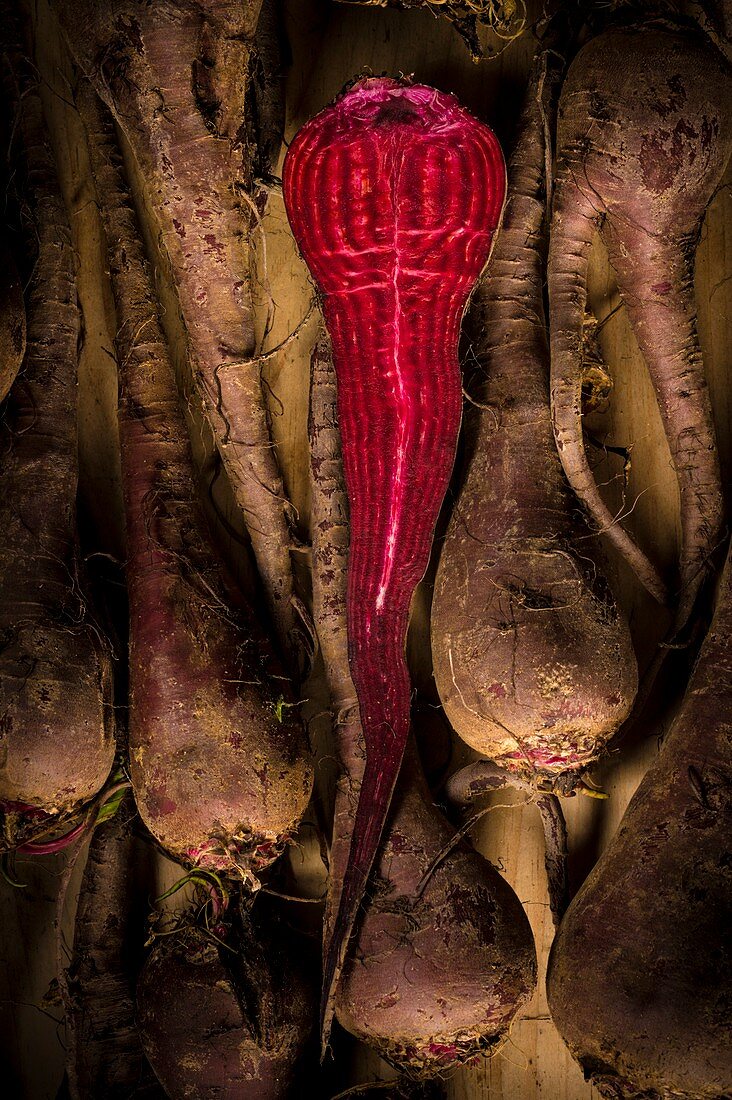 Crapaudine beetroot