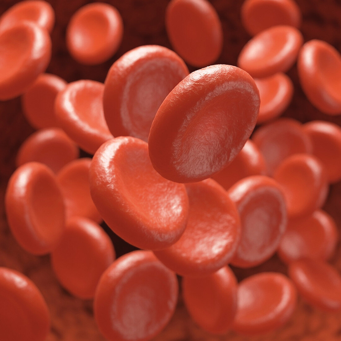 Red blood cells,illustration