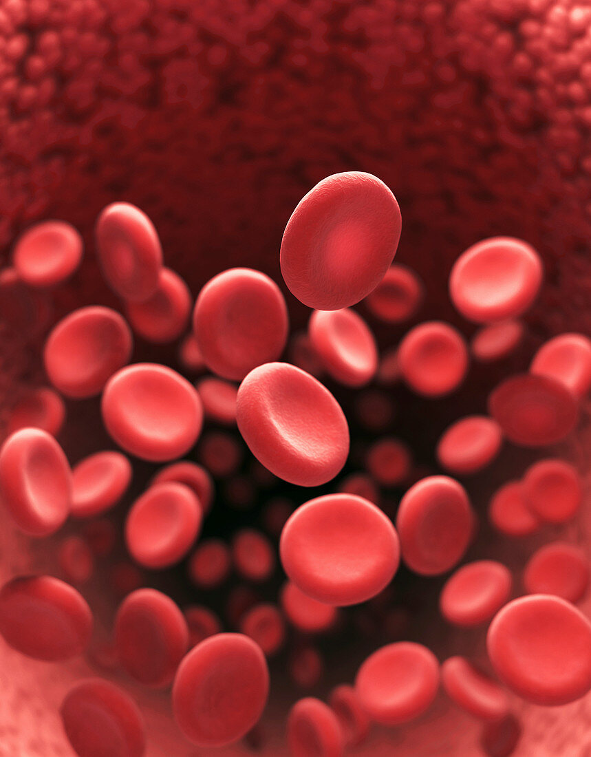 Red blood cells,illustration