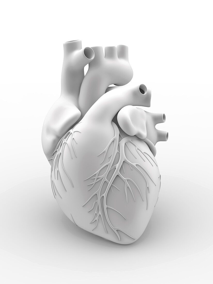 Heart and coronary arteries,artwork