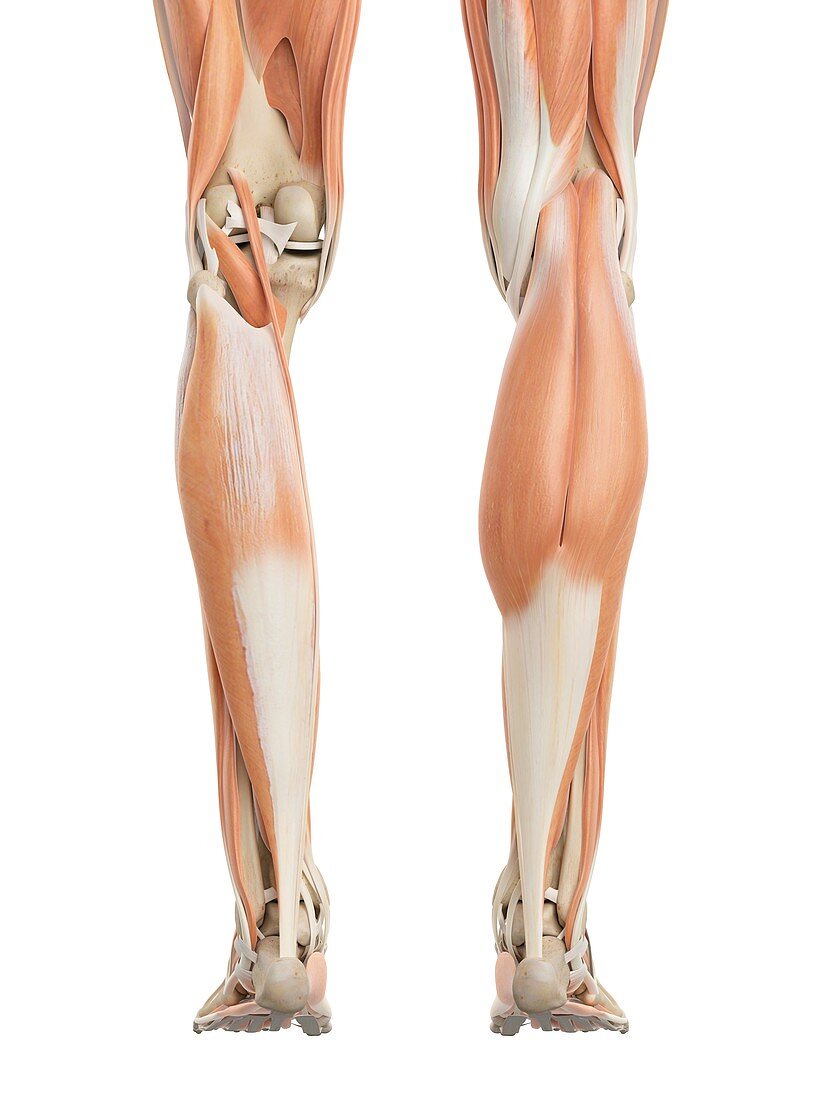 Human leg muscles,illustration